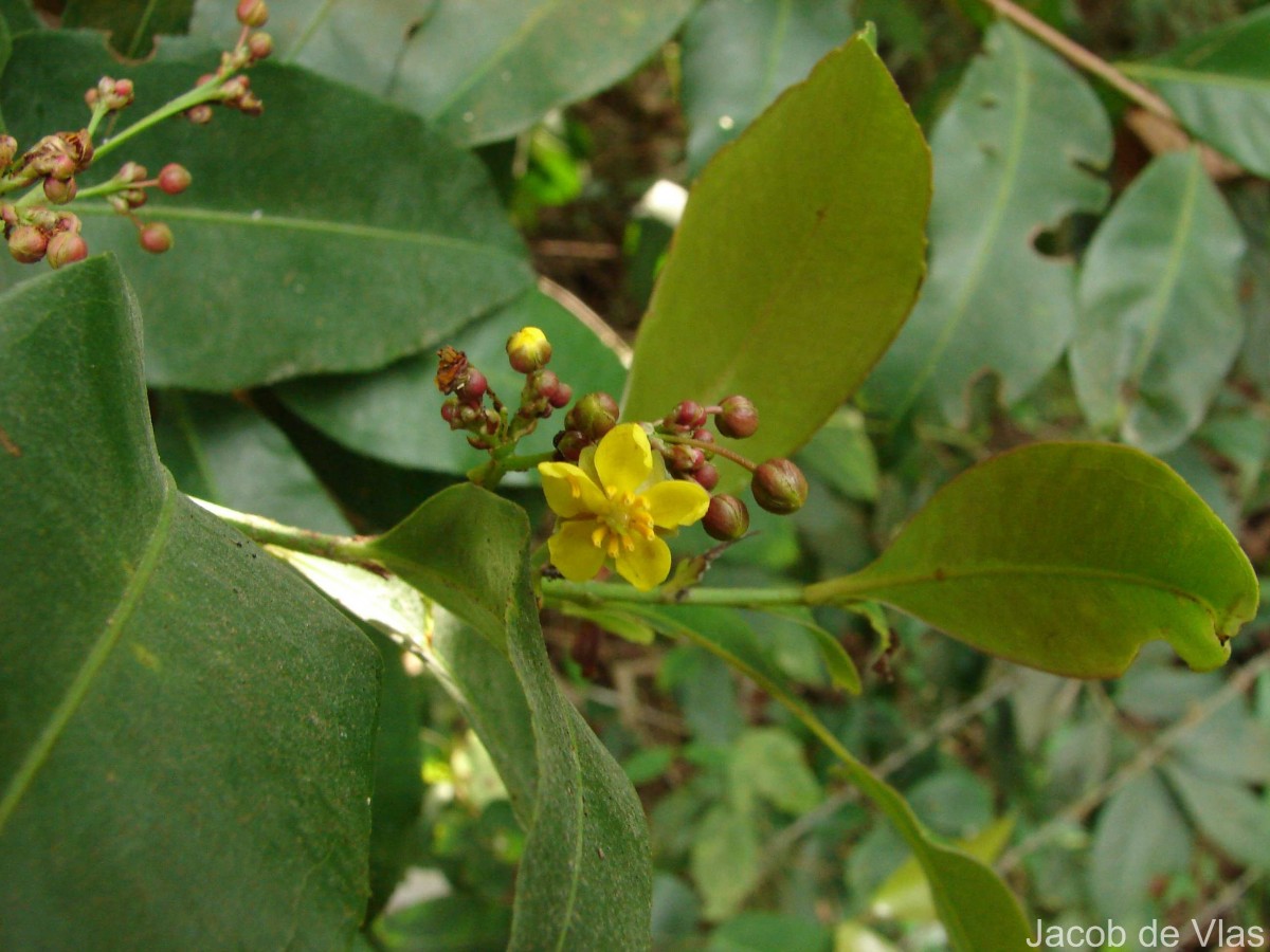Campylospermum serratum (Gaertn.) Bittrich & M.C.E.Amaral